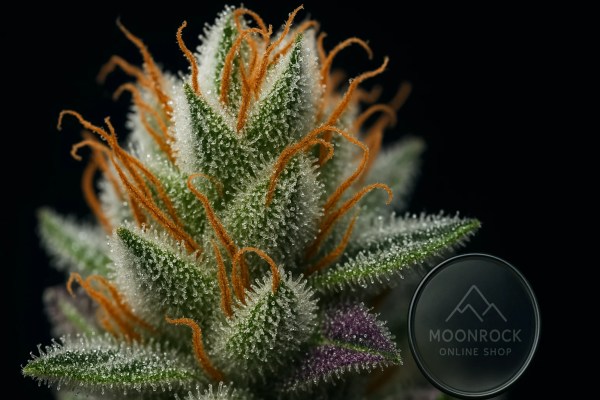 Ultra-macro shot of White Widow cannabis bud showing frosty trichomes and orange hairs – Buy White Widow Strain from Moonrock Online Shop