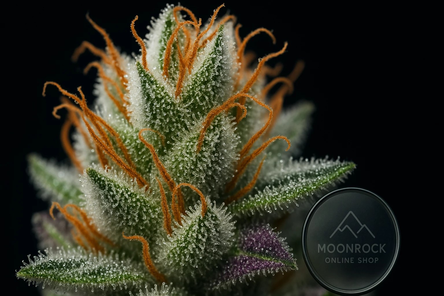 Ultra-macro shot of White Widow cannabis bud showing frosty trichomes and orange hairs – Buy White Widow Strain from Moonrock Online Shop