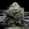 Premium White Runtz hybrid cannabis strain with frosty trichomes | Moonrock Online Shop