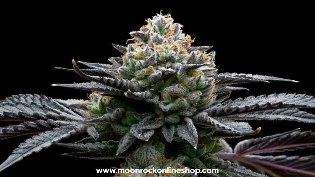 Premium White Runtz hybrid cannabis strain with frosty trichomes | Moonrock Online Shop
