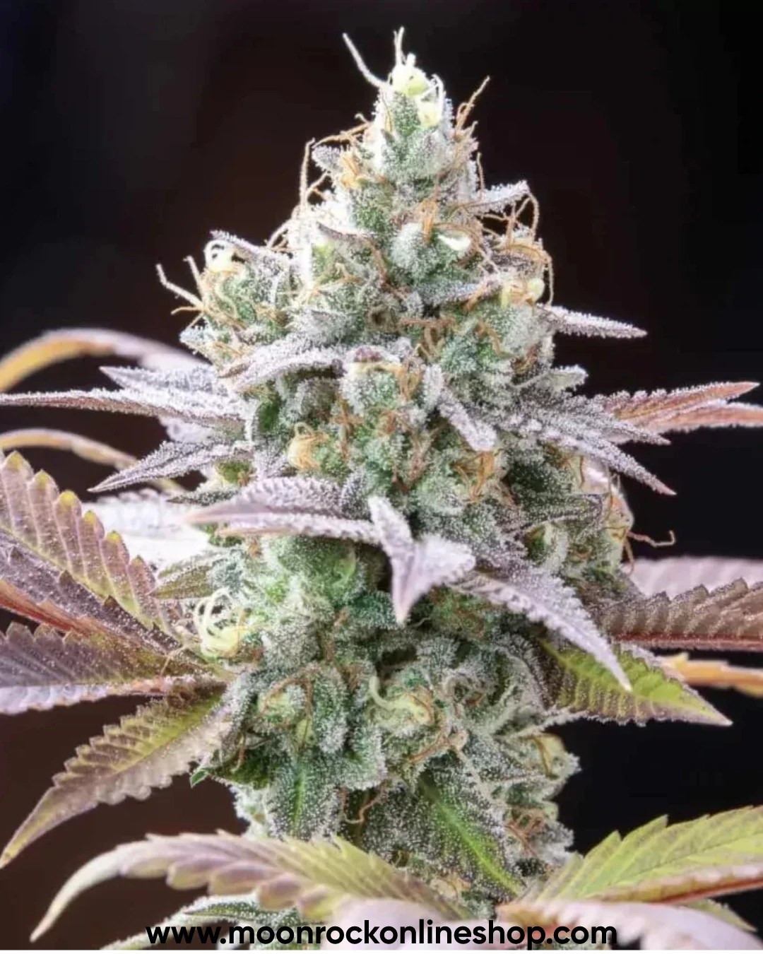 Gruntz Strain cannabis buds by Moonrock Online Shop – neon green buds with purple hues, sticky trichomes, and tropical fruit-themed packaging.