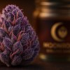 Berner Cookies Grenadine Strain premium cannabis nugs with violet trichomes - Moonrock Online Shop