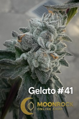 High-resolution macro image of Gelato #41 cannabis flower featuring frosty trichomes and vivid orange hairs. Captured and branded by Moonrock Online Shop.