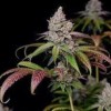 Zkittlez Strain Hybrid Cannabis – Tropical Flavor & Frosty Trichomes | Moonrock Online Shop