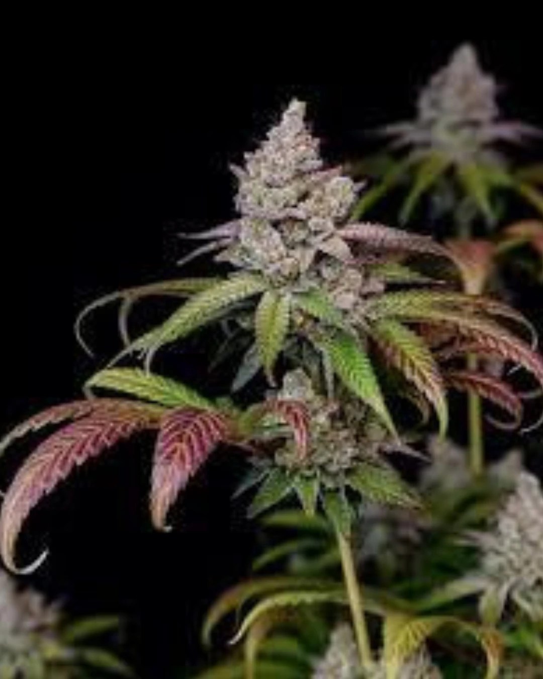 Zkittlez Strain Hybrid Cannabis – Tropical Flavor & Frosty Trichomes | Moonrock Online Shop