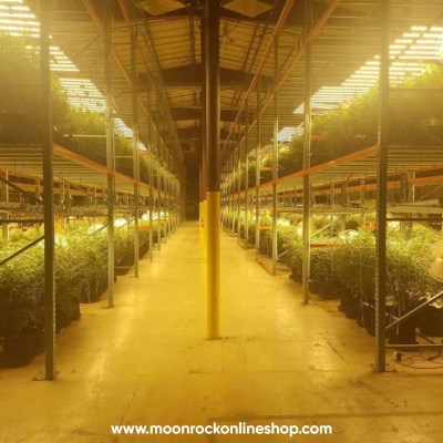 THC vs CBD comparison infographic showing key differences like psychoactivity, legality, and medical uses.