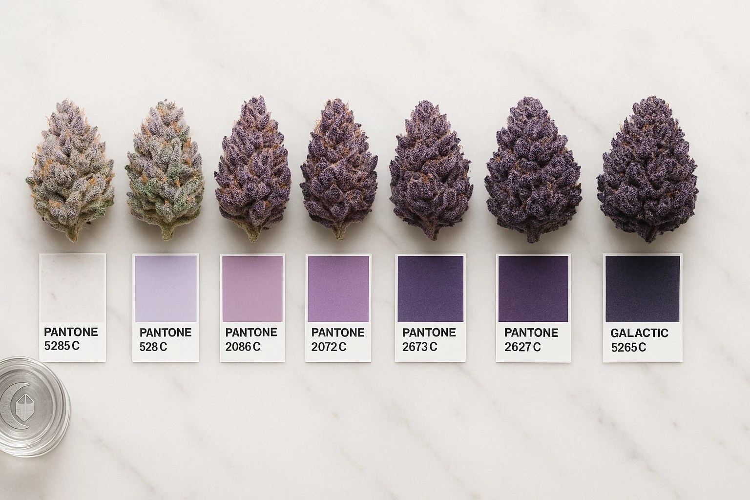 Premium Granddaddy Purple Indica Strain Color Spectrum | Moonrock Cultivars