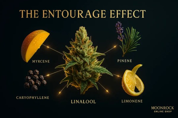 Photorealistic cannabis bud surrounded by terpenes mango, lemon, lavender, pine needles, and peppercorns illustrating the entourage effect – Moonrock Online Shop