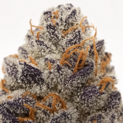 Extreme macro photo of Sundae Driver cannabis flower covered in dense trichomes, purple sugar leaves, and bright orange pistils – authentic hybrid strain sold online by Moonrock Online Shop.