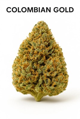 Close-up photo of the Colombian Gold cannabis strain showing dense, golden-green buds with orange pistils and frosty trichomes, COA verified and sold by Moonrock Online Shop.