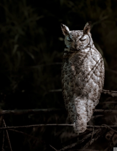 closed eyed owl