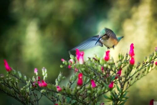 hummingbird eye over flowers