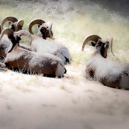 Rocky Mountain sheep