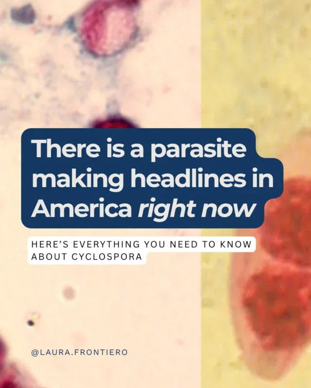 There is a parasite outbreak spreading across 34 states right now and most people have never heard of it.What makes this particularly frustrating is that standard stool tests will not catch it. You have to specifically ask your doctor to test for Cyclospora by name, or you will likely get a negative result and be sent home still sick.From a gut health perspective, clearing the infection is only half the work. What a parasitic infection leaves behind in the microbiome matters just as much as the acute symptoms, and that is rarely part of the conversation.Save this, share it, and swipe through for everything you need to know right now. And don’t forget…parasites are COMMON. Take precautions. Want to boost your gut health? Comment GUT below for a link to my free Gut Health Kickstart......#cyclospora #guthealth #parasites #gutparasite #foodillness