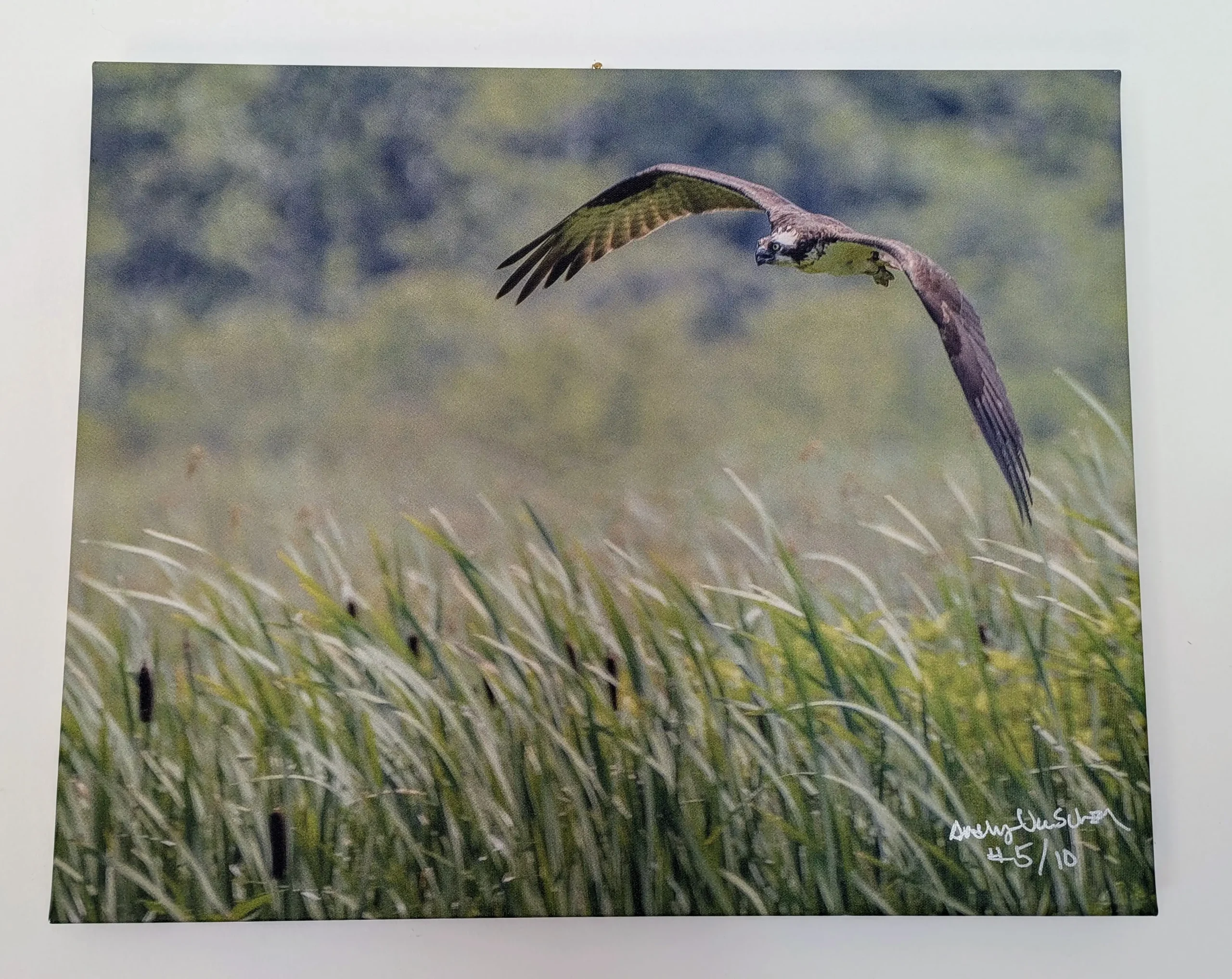 Osprey in-flight