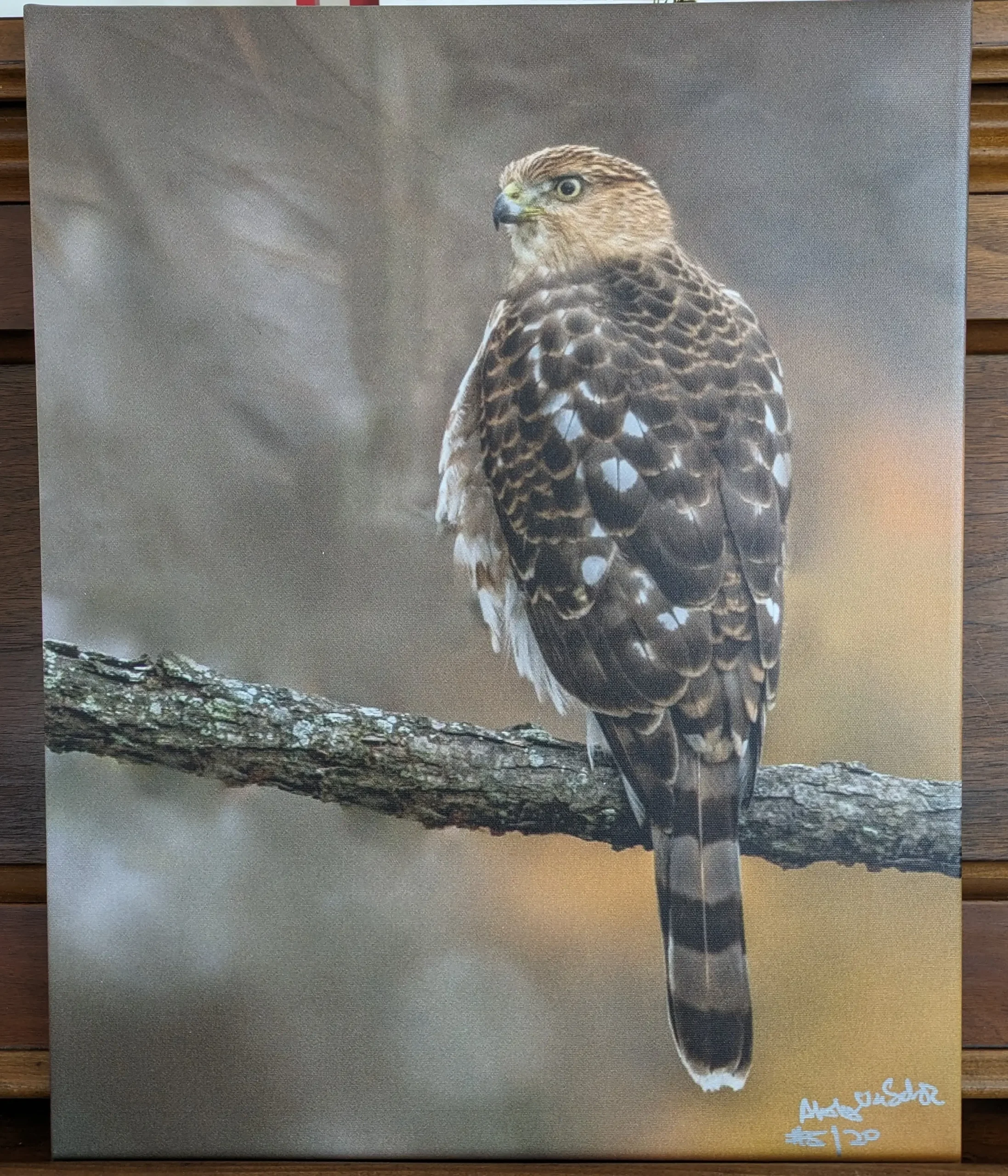 Juvenile Cooper's Hawk