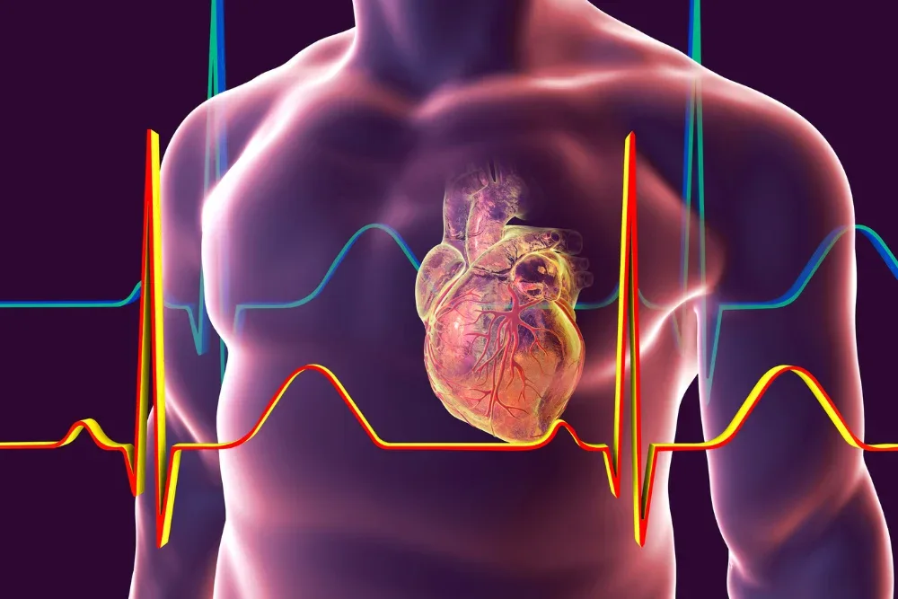 Darstellung eines menschlichen Herzens mit EKG-Kurven zur Überwachung der Herzaktivität.