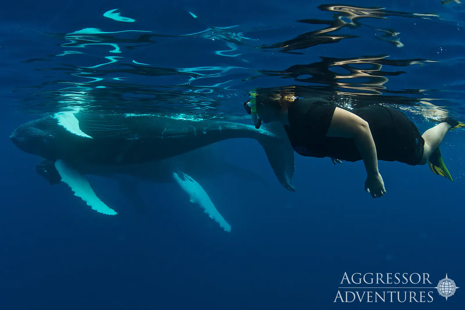 Nageuse en palmes, masque et tuba à côté d'une baleine à bosse au Silver Bank