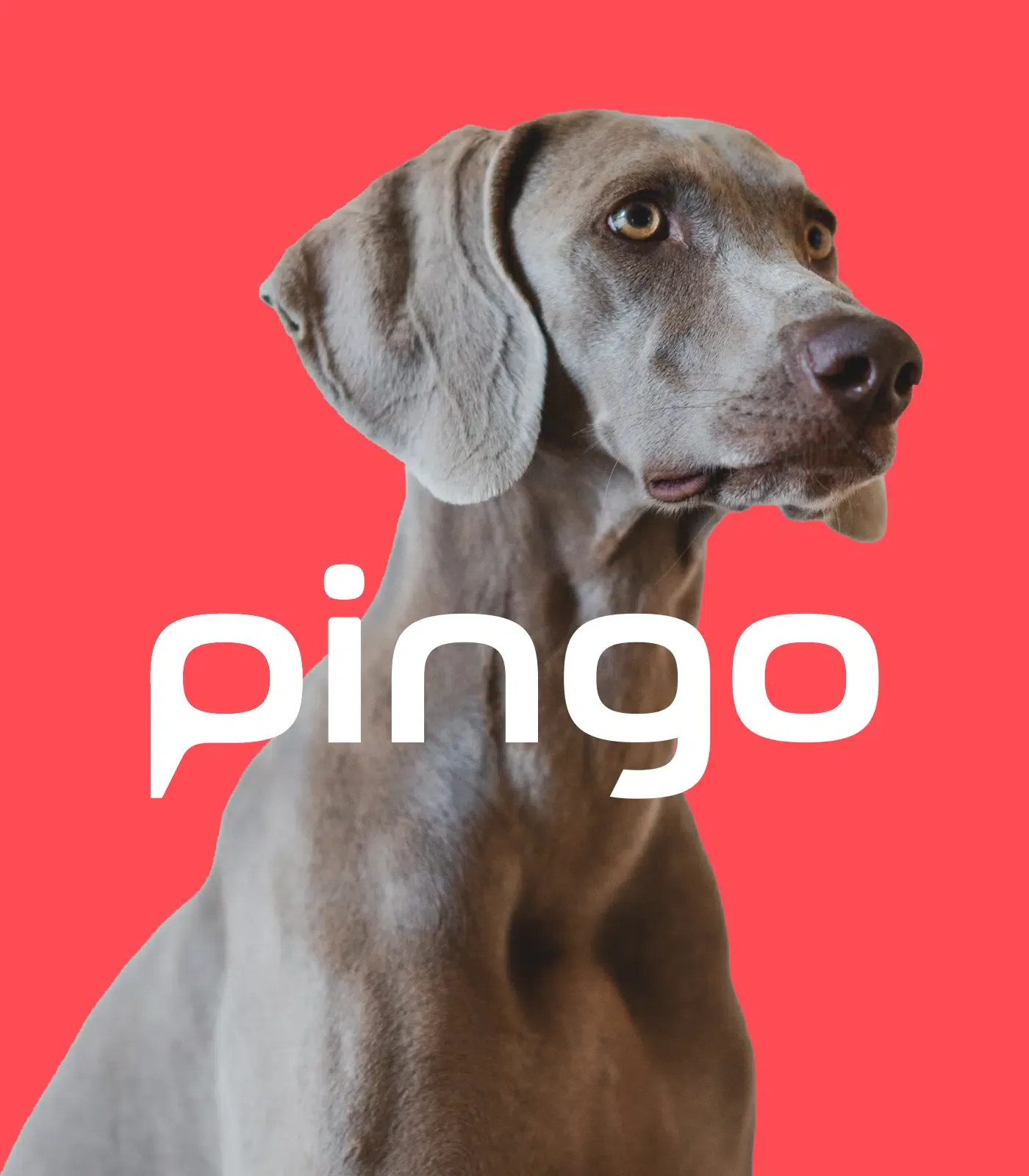pingo_logo