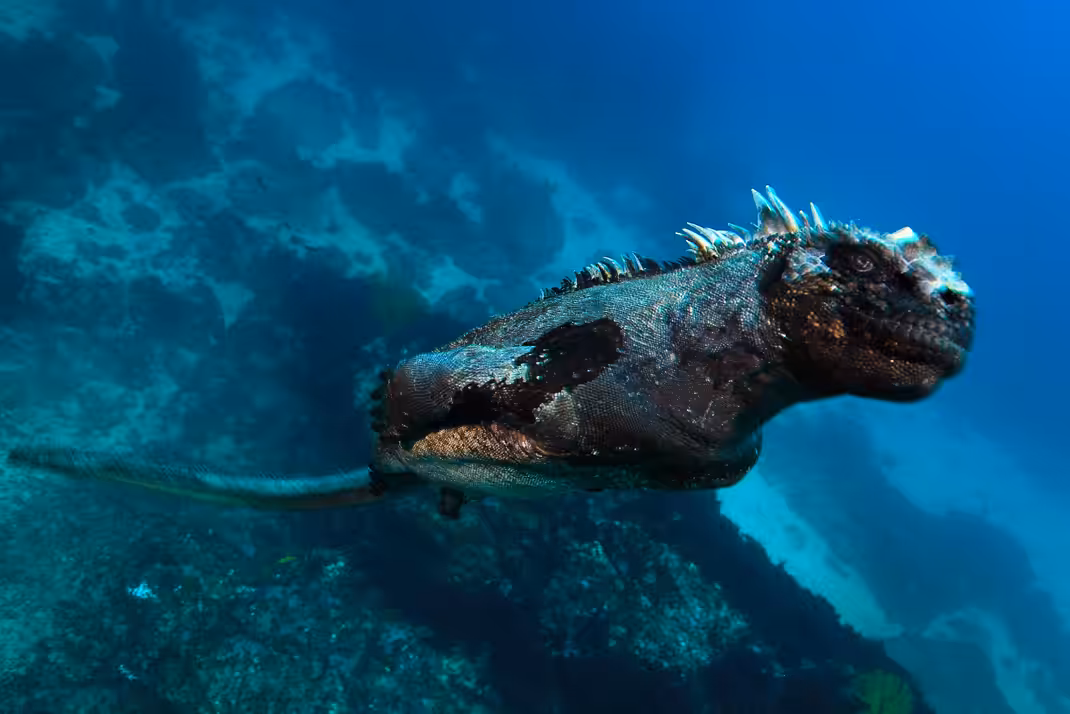 Plongeur Argent Portfolio Fmism 2015 Eduardo Acevedo.5