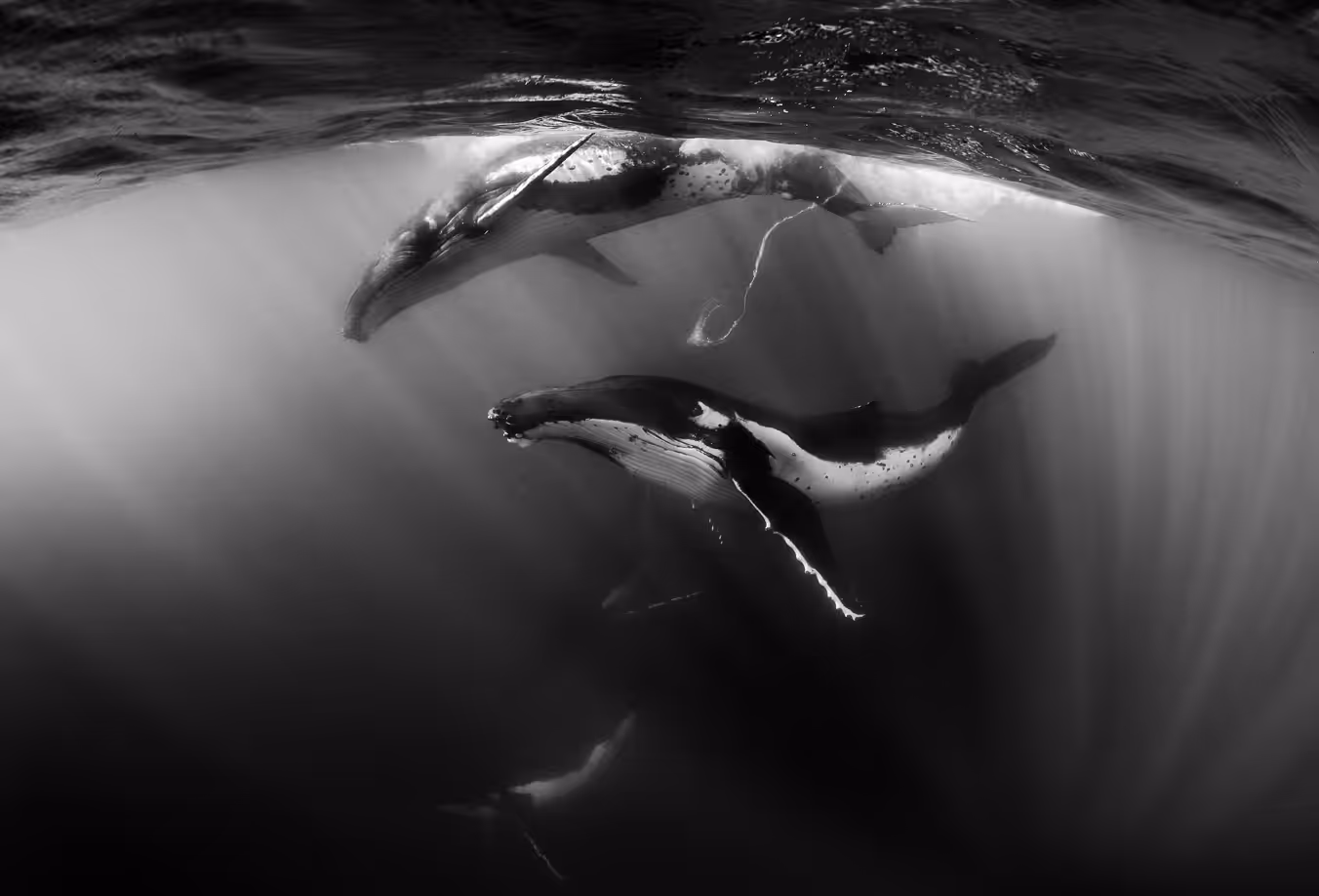 Plongeur Or Portfolio Fmism 2015 Lecoeur Greg 07