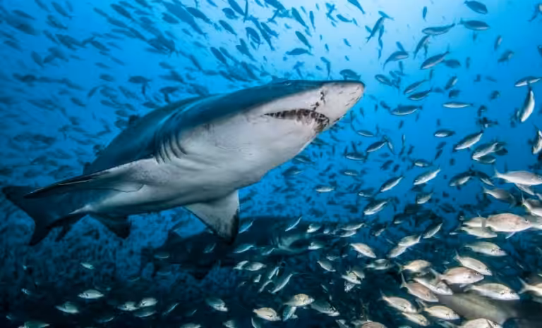 Requin Taureau ©dr 768x466