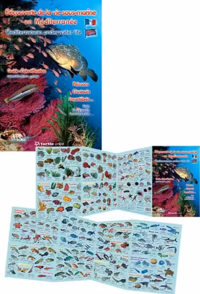 Explorez la biodiversité marine méditerranéenne avec ce guide illustré des poissons et invertébrés, essentiel pour tout pl...