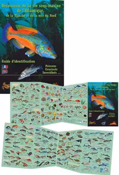 Guide illustré pour identifier la faune marine de l'Atlantique, essentiel pour les passionnés de plongée et d'exploration ...