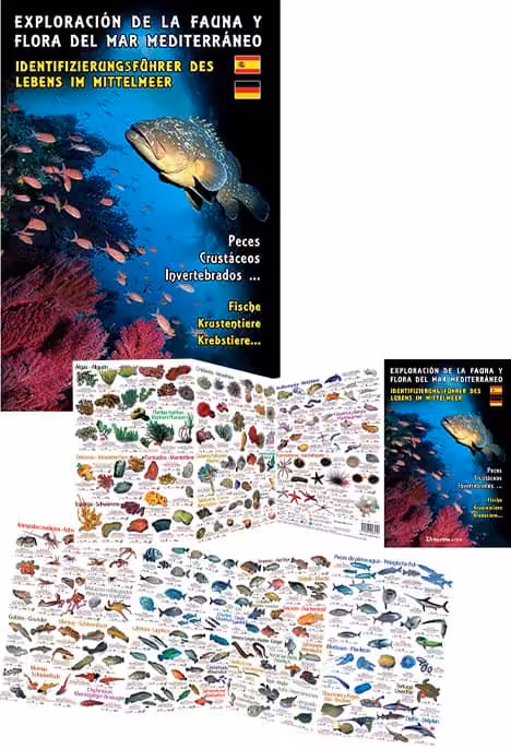 Découvrez la biodiversité marine méditerranéenne avec ce guide illustré, essentiel pour tout passionné de plongée.