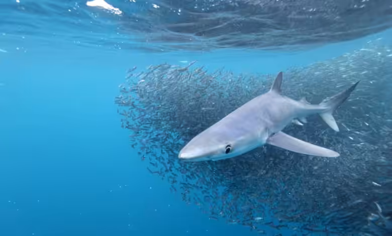 Requin Bleu Low © Alessandro De Maddalena 900x546 780x470