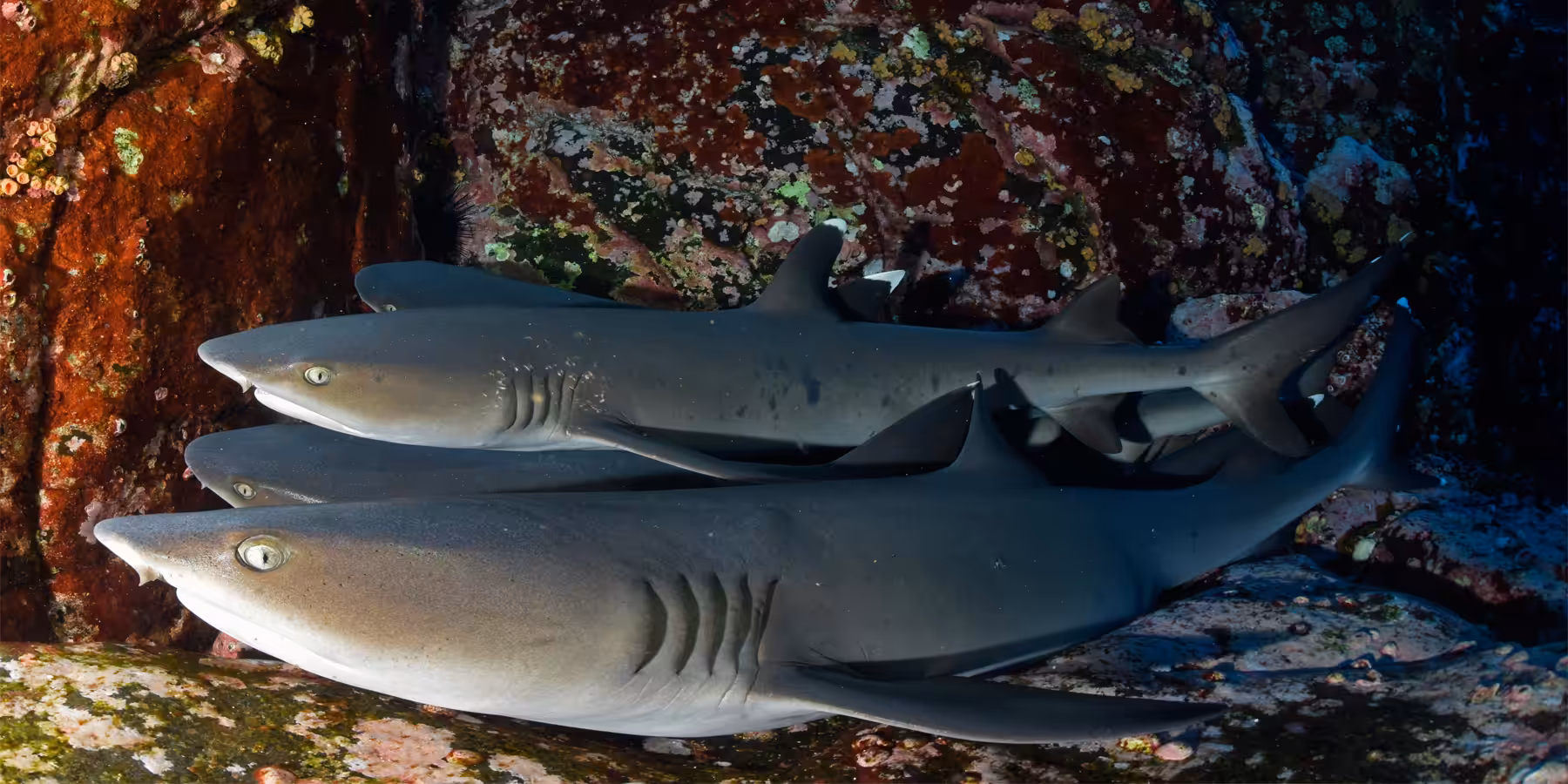 Récif corallien avec des requins nageant paisiblement dans leur habitat naturel.