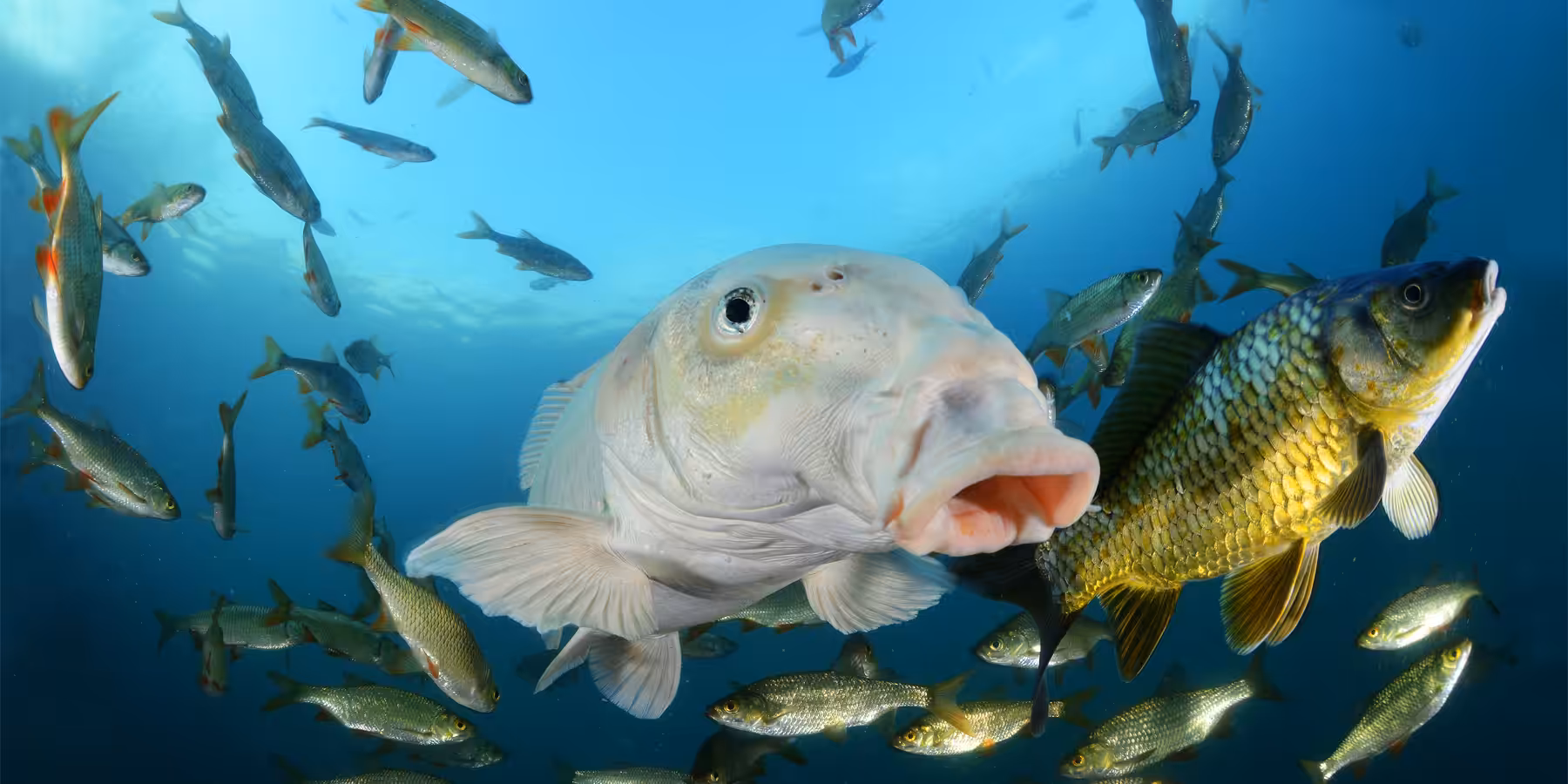 Poissons colorés évoluant dans un écosystème marin vibrant et diversifié. Plongée sous-marine fascinante.