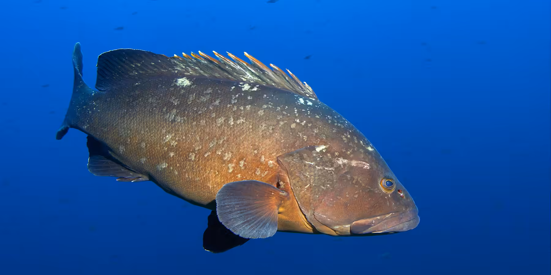 Poisson sous-marin coloré évoluant dans un océan profond et vibrant, habitat marin riche.