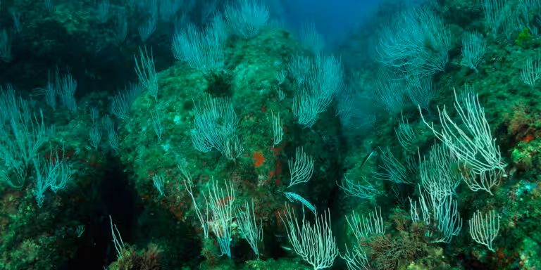 Écosystème marin riche avec coraux et végétation sous-marine diversifiée. Plongée immersive garantie.