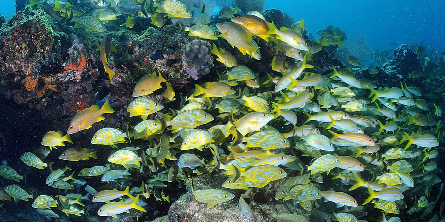 Écosystème marin vibrant avec une multitude de poissons colorés évoluant parmi les coraux.