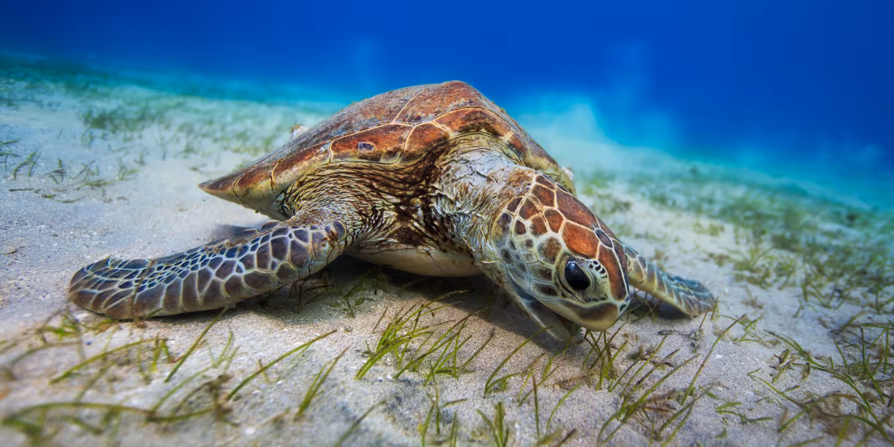 Tortue marine évoluant dans un habitat sous-marin riche en herbe et coraux.
