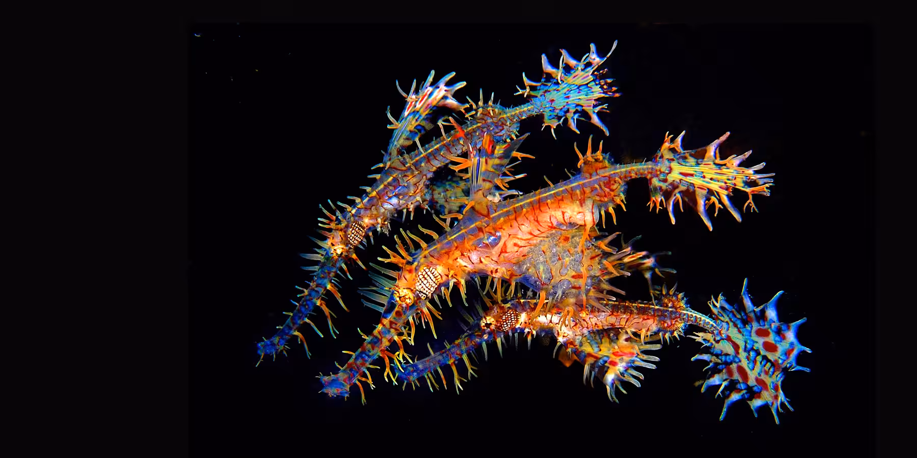 Créatures marines colorées et fascinantes évoluant dans un habitat sous-marin riche.