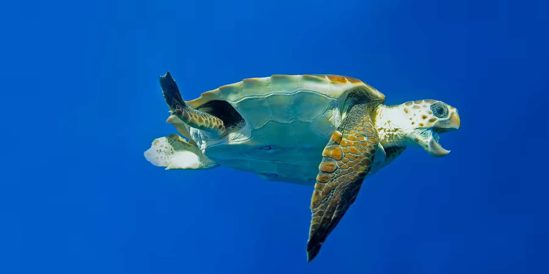 Tortue marine nageant dans un océan bleu, symbole de la biodiversité sous-marine.