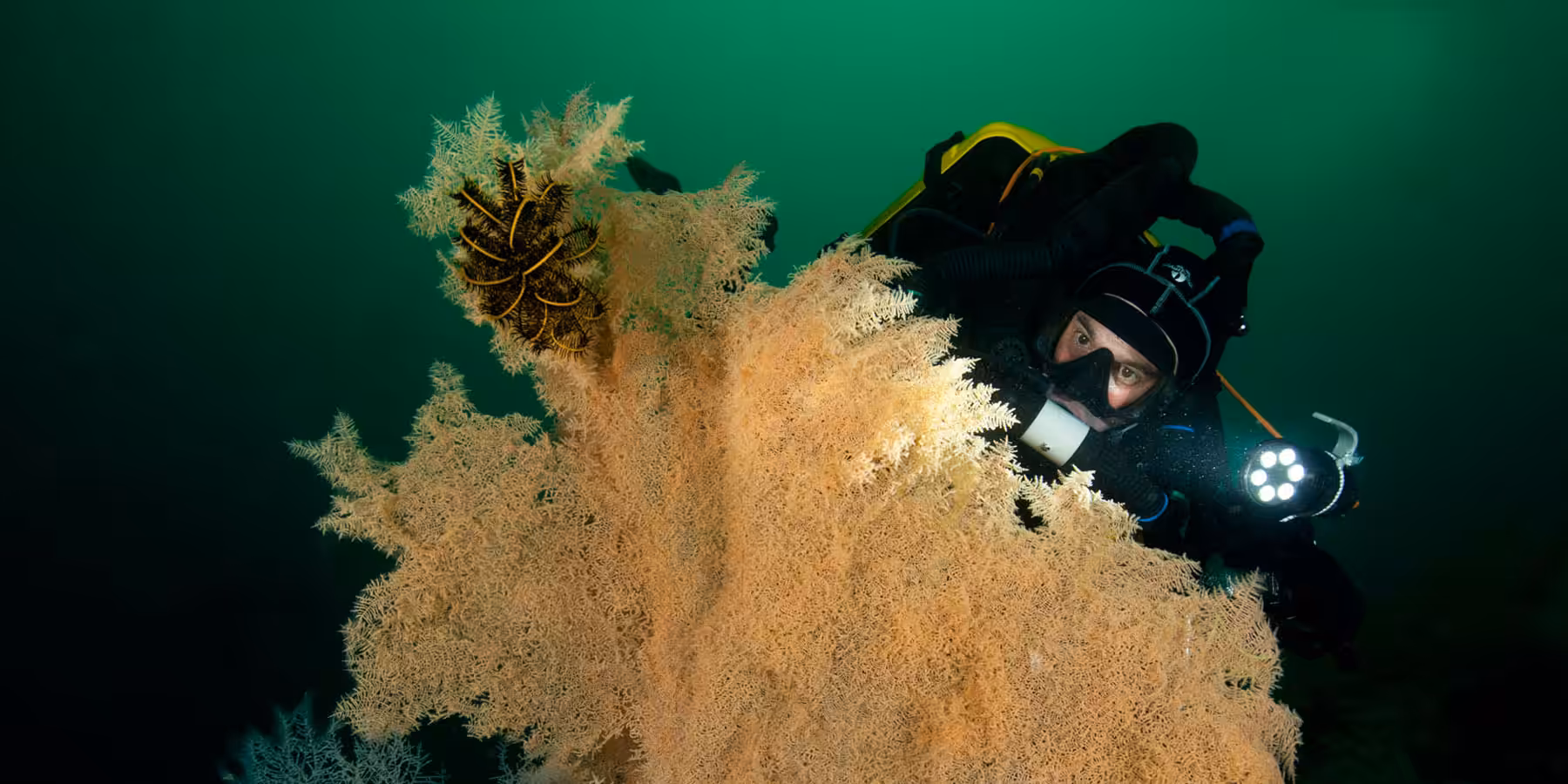 Plongée sous-marine avec un plongeur explorant des coraux fascinants et colorés.
