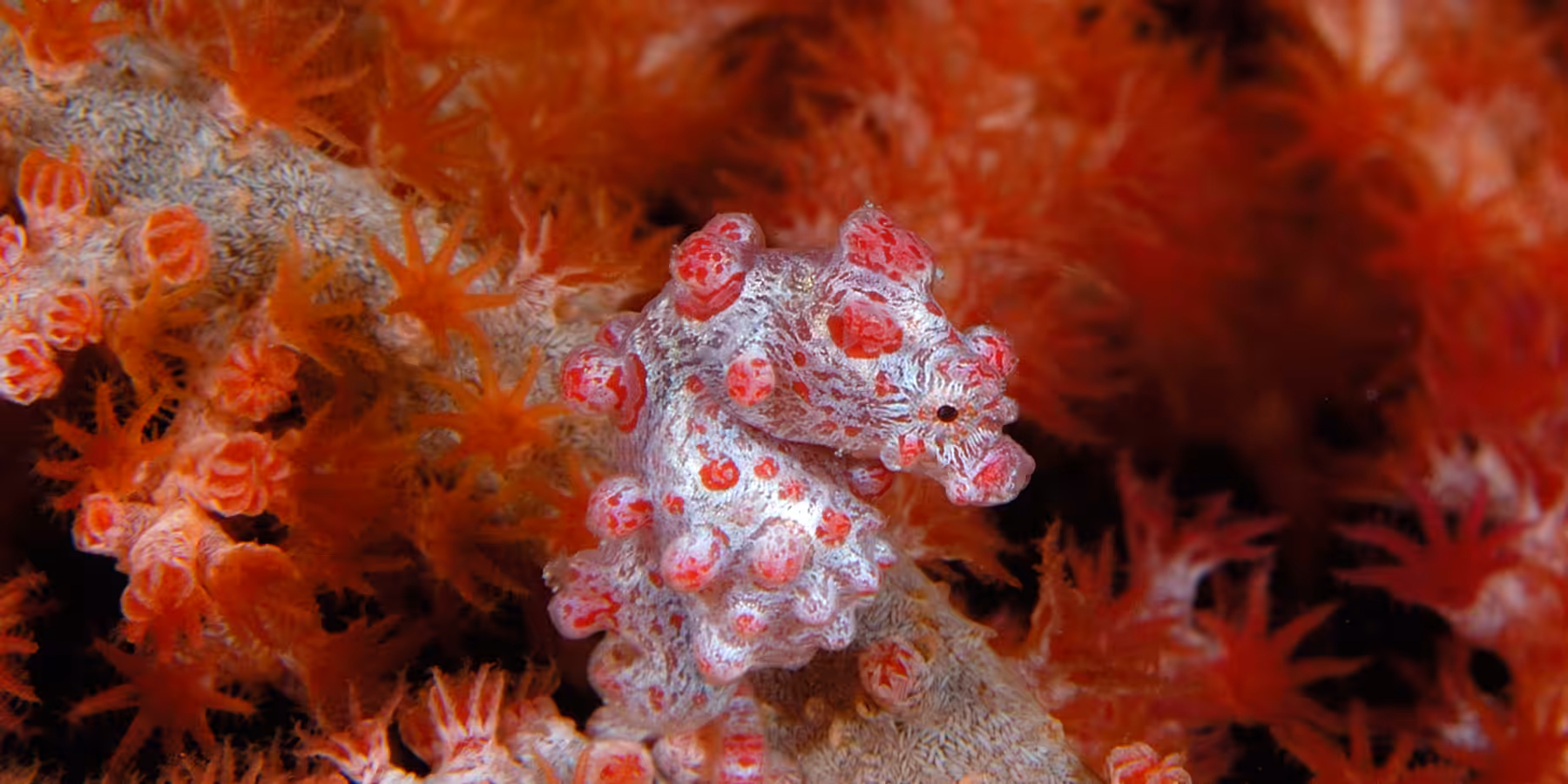 Hippocampe pygmée dans un environnement corallien coloré, illustration de la biodiversité marine.
