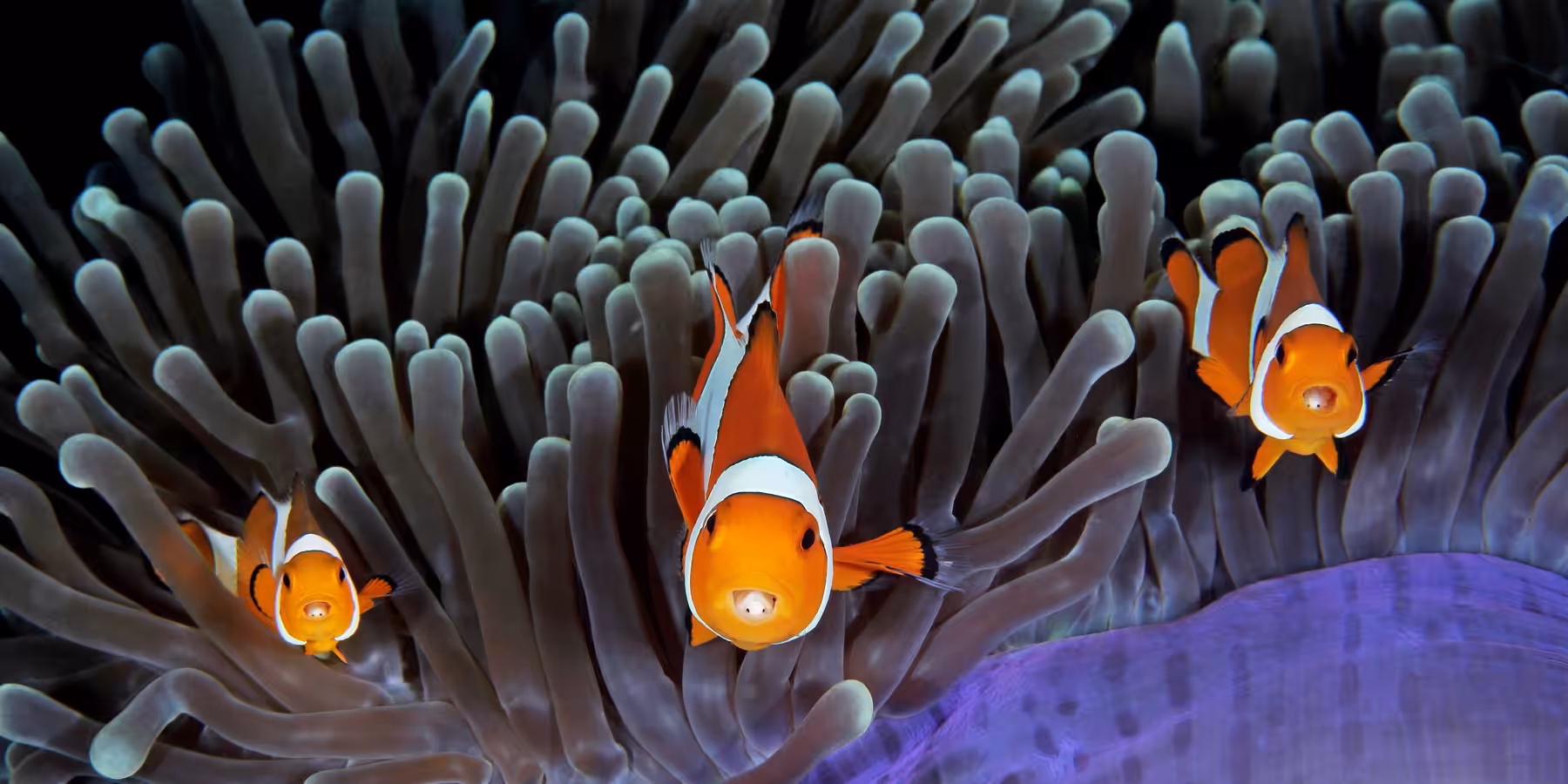 Poissons clown colorés évoluant parmi les anémones marines dans un écosystème sous-marin vibrant.