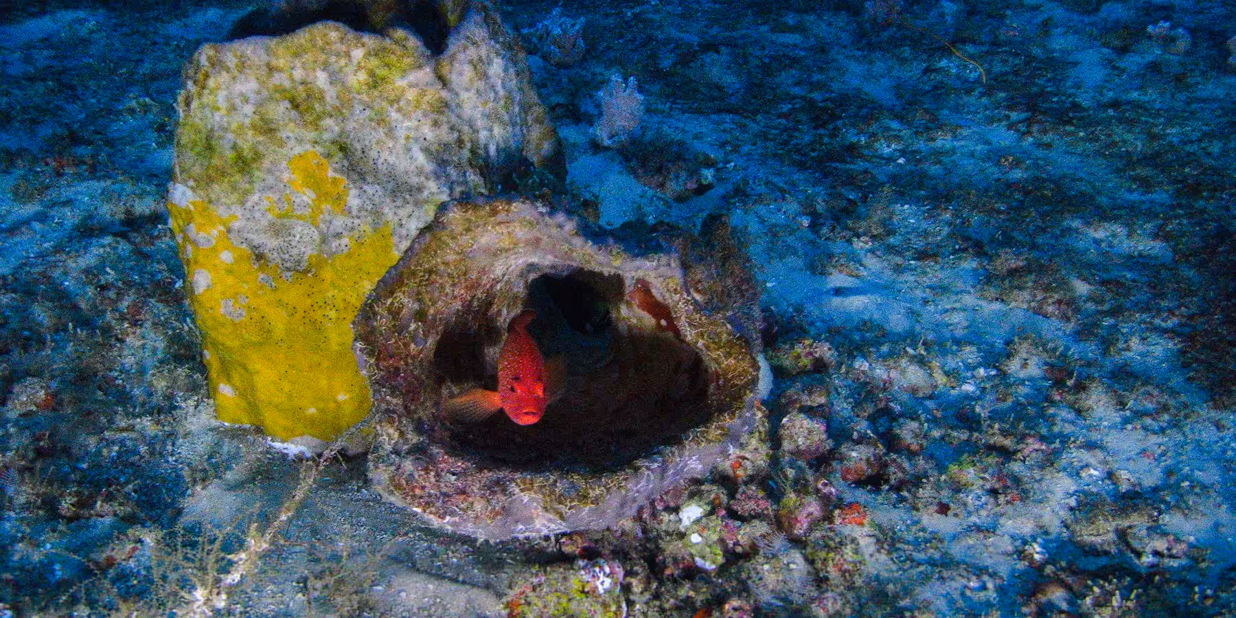 Poisson rouge émergeant d'un récif sous-marin coloré et vibrant, habitat marin riche.