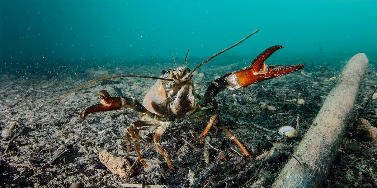 Crabe d'eau douce explorant le fond marin dans un habitat aquatique riche.