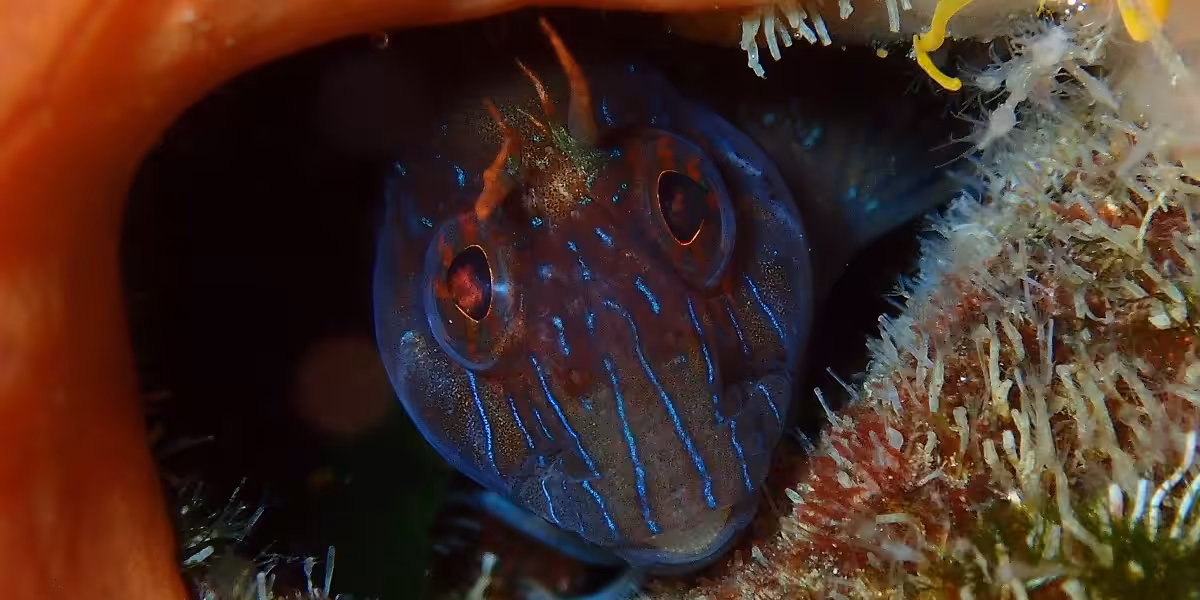 Poisson coloré caché dans un habitat marin riche en corail et en algues.
