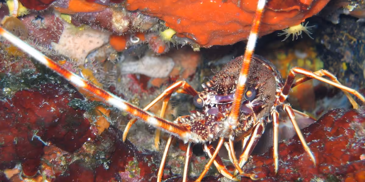Langouste en Croatie. ©Sandrine Leveugle-Souan