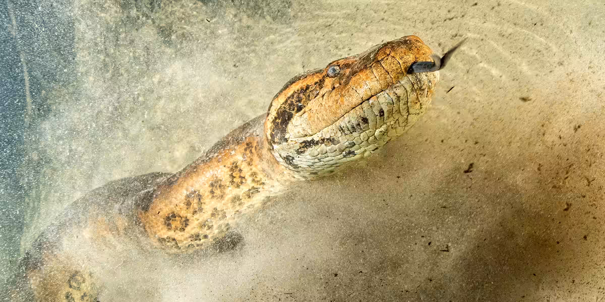 Anaconda nageant dans un environnement aquatique, illustrant la biodiversité sous-marine.