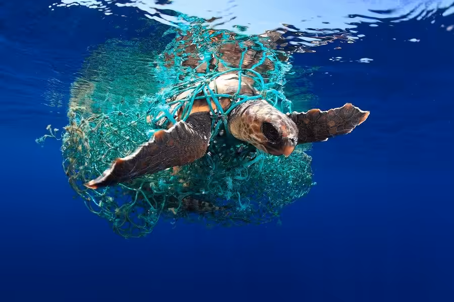 © eduardo acevedo upy2019 900x600