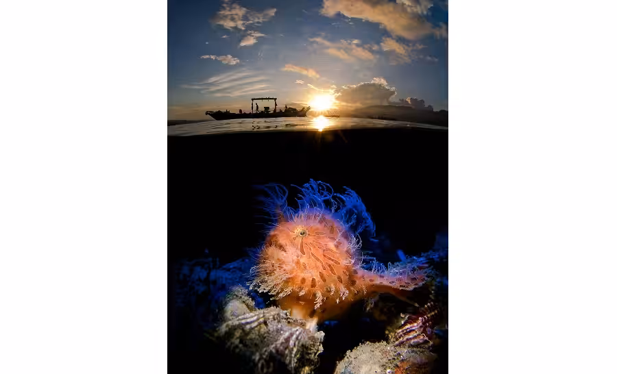 © enrico somogyi upy2019