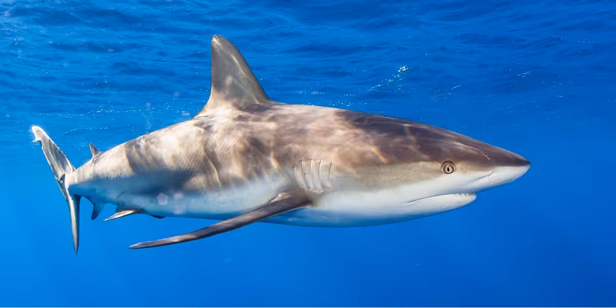 Requin nageant dans l'océan, représentant la diversité de la vie marine sous-marine.