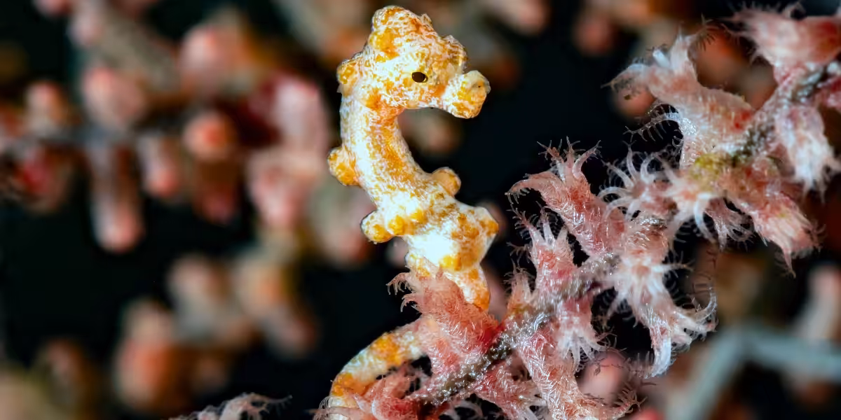 Hippocampe coloré se camouflant parmi les coraux dans l'écosystème marin.